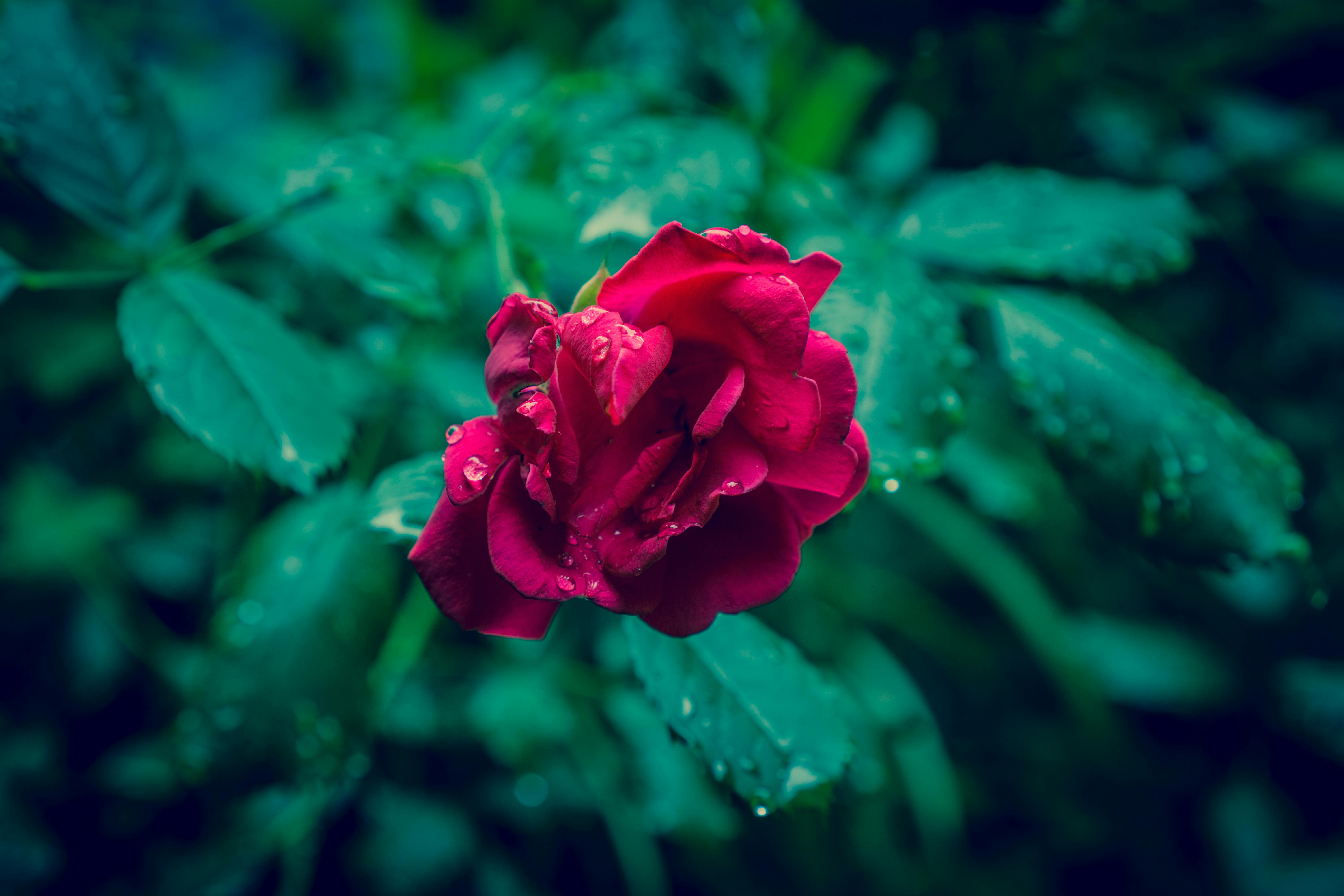 red rose flower free stock photo