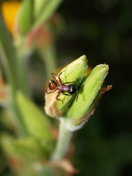 Free stock photo of animal, ant, blossom