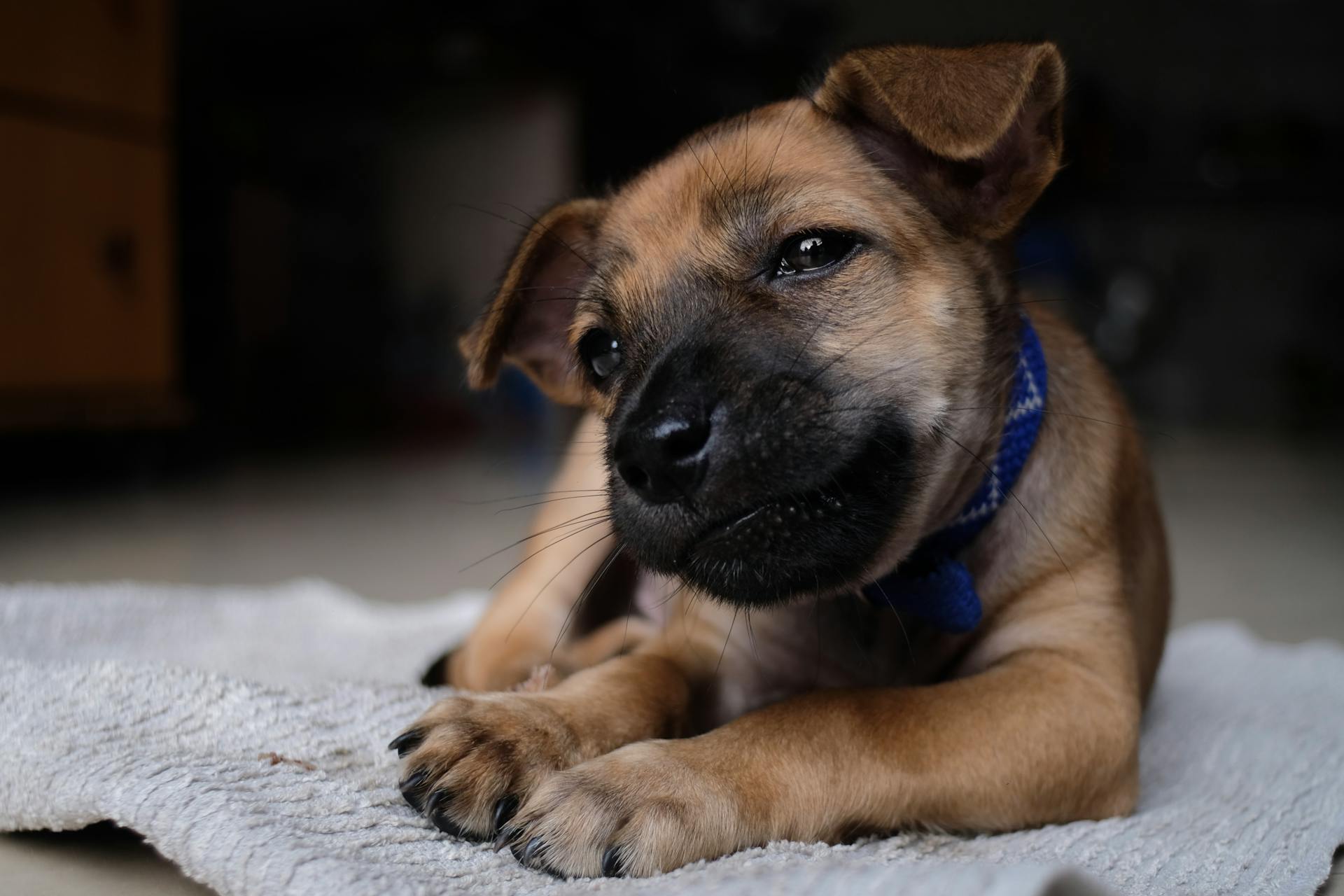 Close-up of a Brown Dog