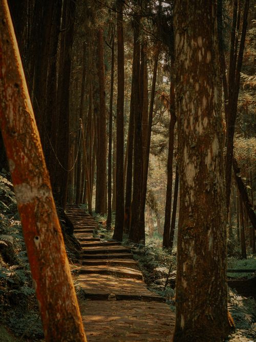 Free A tranquil forest pathway surrounded by tall trees, perfect for nature walks. Stock Photo