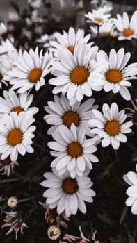 A vivid close-up shot of white daisies with yellow centers, showcasing their natural beauty.