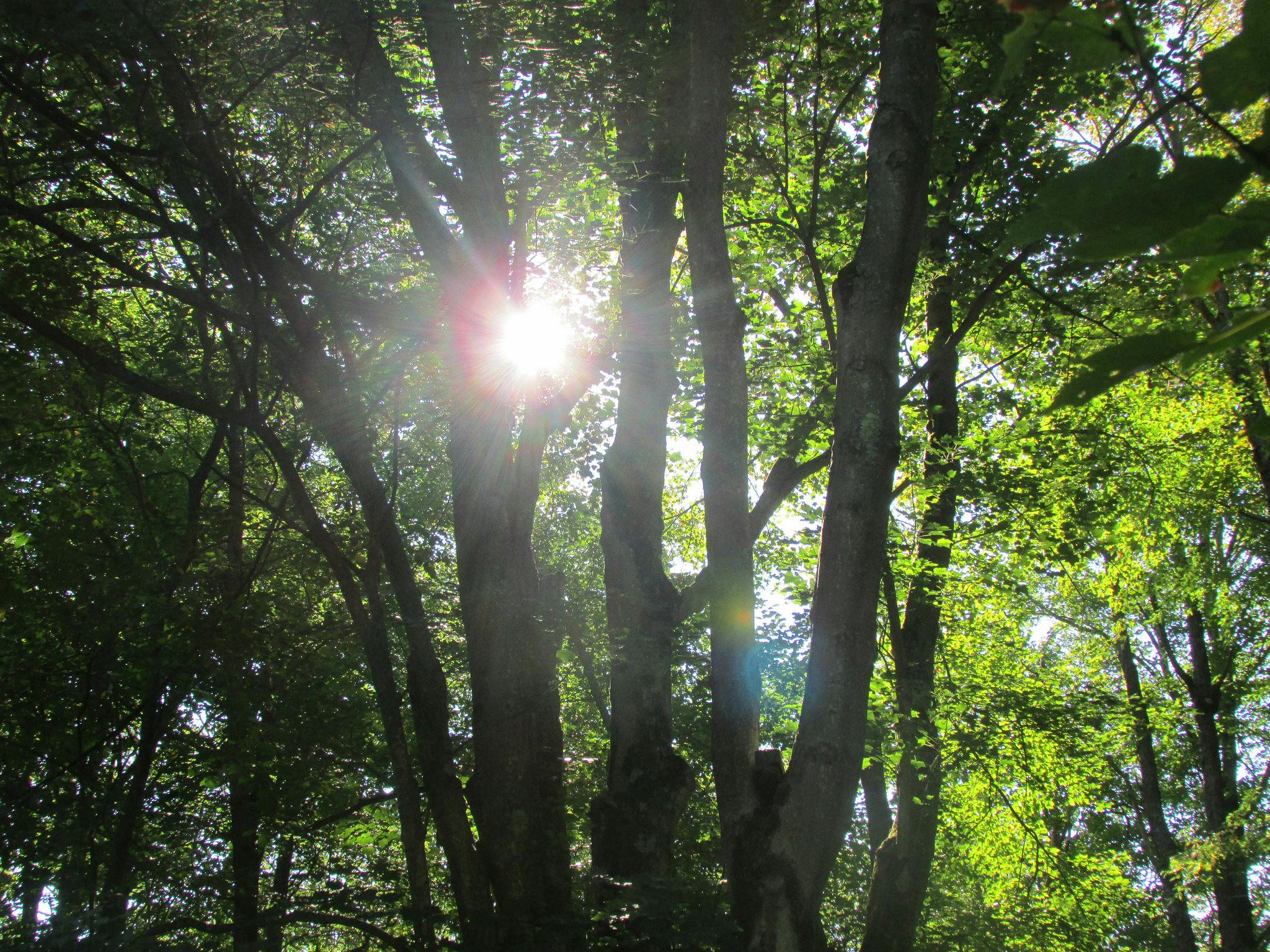 Free stock photo of forest, sun through trees, trees