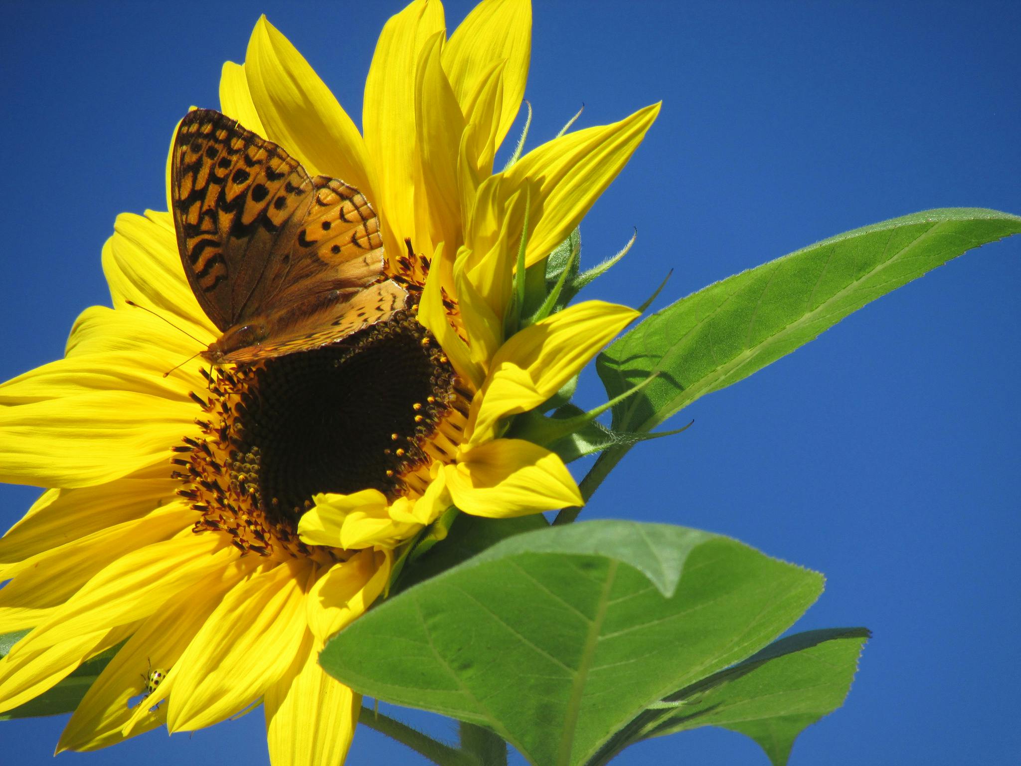 Kostenloses Foto Zum Thema Blumen Schmetterling Schmetterling Auf Einer Blume