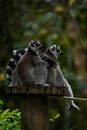 Black and White Lemur Sitting on Brown Tree Trunk