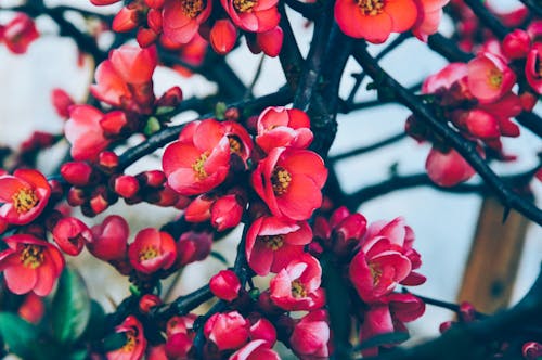 Red Petaled Flowers in Bloom