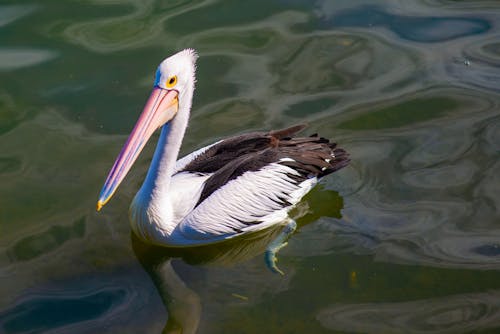 Free Close-Up Shot of a Pelican on the Pond Stock Photo