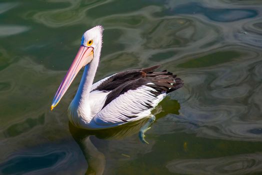 White Pelican on Green Water