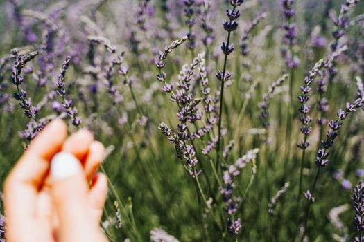 A close-up view of a hand holding vibrant purple lavender flowers in a blossoming field.. close, view, hand