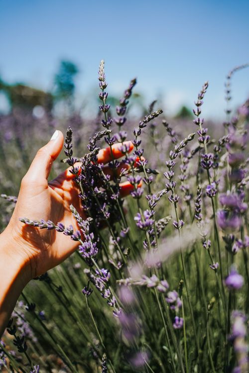 Free A hand gently touches blooming lavender in a sunlit outdoor field, capturing nature's essence. Stock Photo