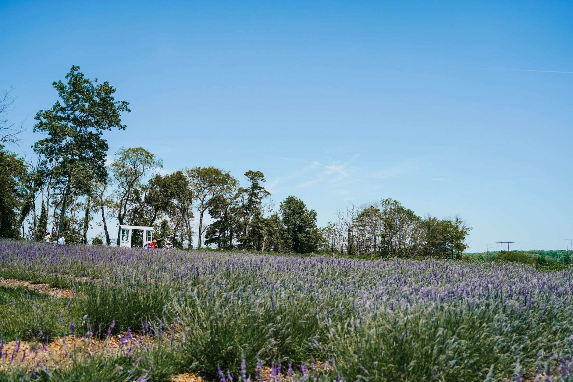 Breathtaking lavender field scene with clear blue sky and lush trees in the background.. breathtaking, lavender, field
