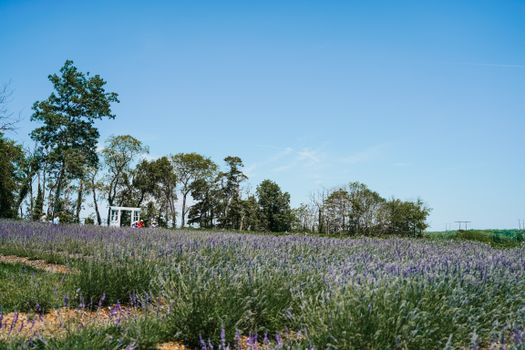 Breathtaking lavender field scene with clear blue sky and lush trees in the background.. breathtaking, lavender, field