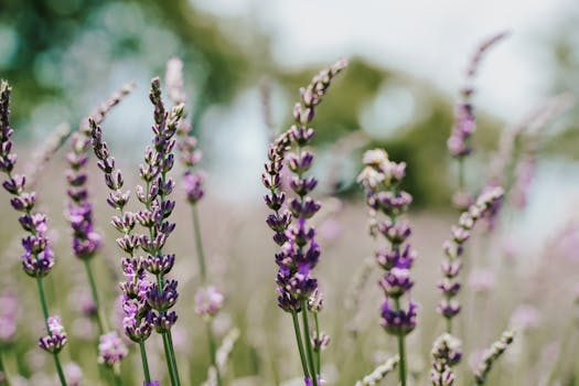 Close-up of beautiful lavender flowers in full bloom in a sunny outdoor setting. Perfect for nature lovers.