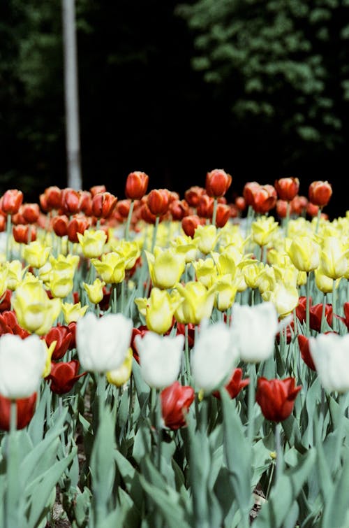 Gratis arkivbilde med blomster, blomsterblad, blomstre