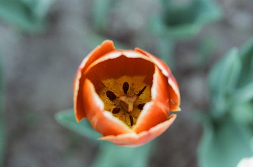 Foto stok gratis benang sari, berkembang, bunga