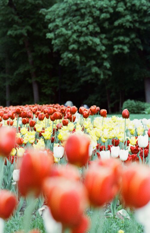 Free Colorful tulip field with red, yellow, and white blooms outdoors in spring. Stock Photo