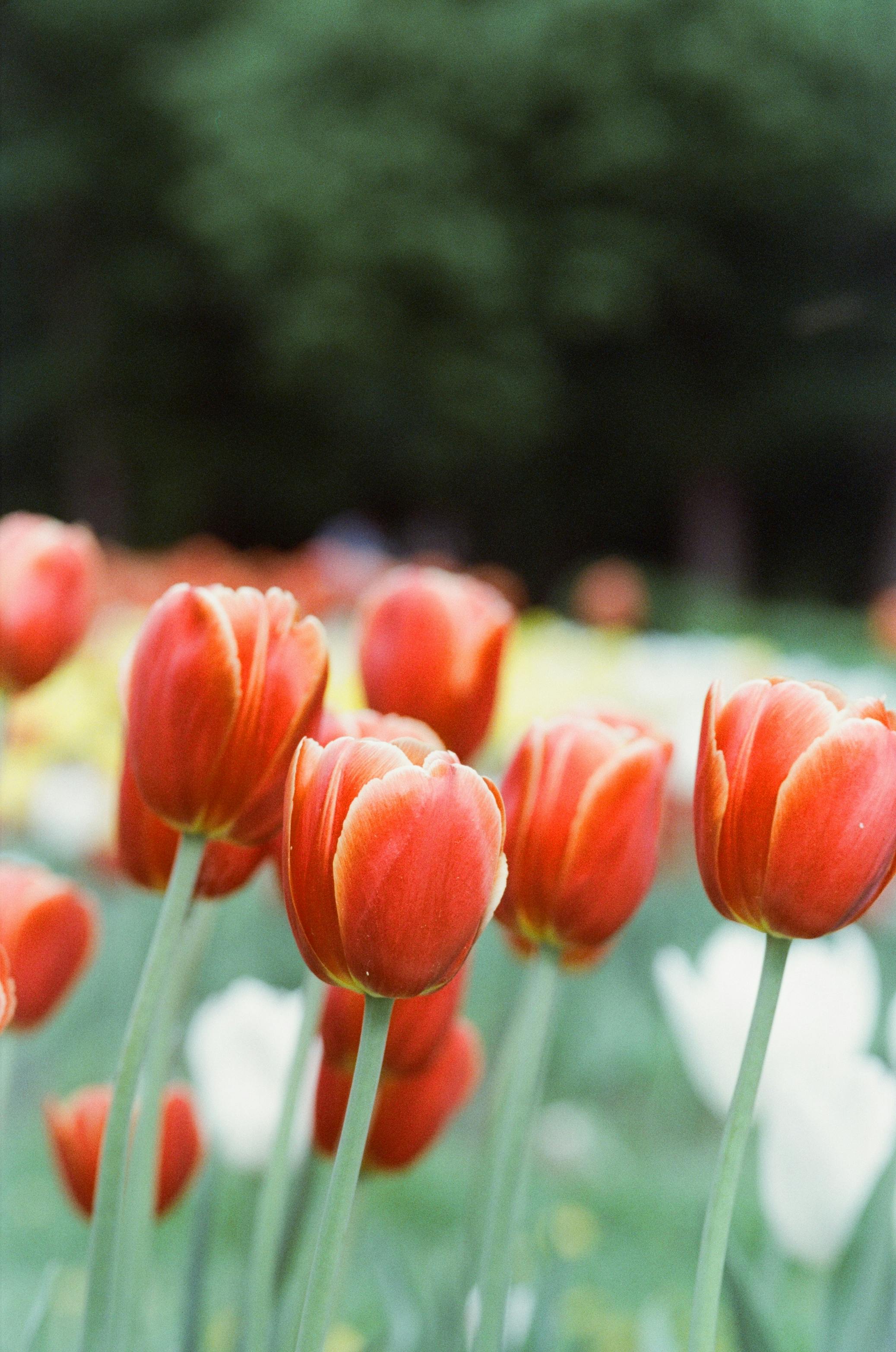 꽃, 들판, 밝은의 무료 스톡 사진