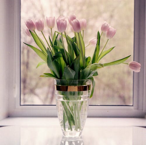 Free Pink Tulips in a Vase Stock Photo