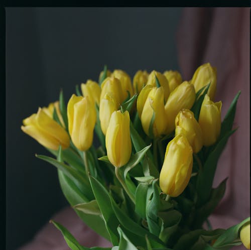 Close-Up Photo of Yellow Tulips