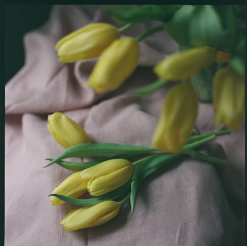 бесплатная Бесплатное стоковое фото с крупный план, тюльпаны, флора Стоковое фото