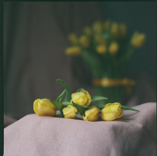 คลังภาพถ่ายฟรี ของ กำลังบาน, ดอกทิวลิปสีเหลือง, ดอกไม้