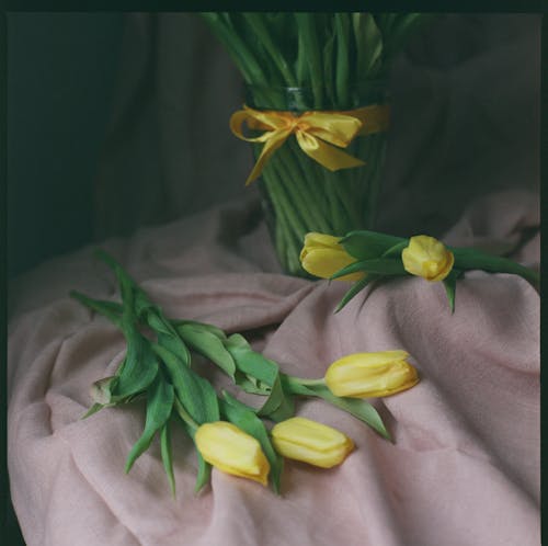 Yellow Tulips on Pink Cloth