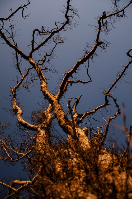 Základová fotografie zdarma na téma bezlistý, holý strom, kmen stromu