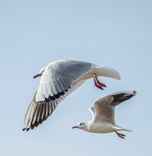 Free Close-Up Shot of Flying Seagulls in the Sky Stock Photo