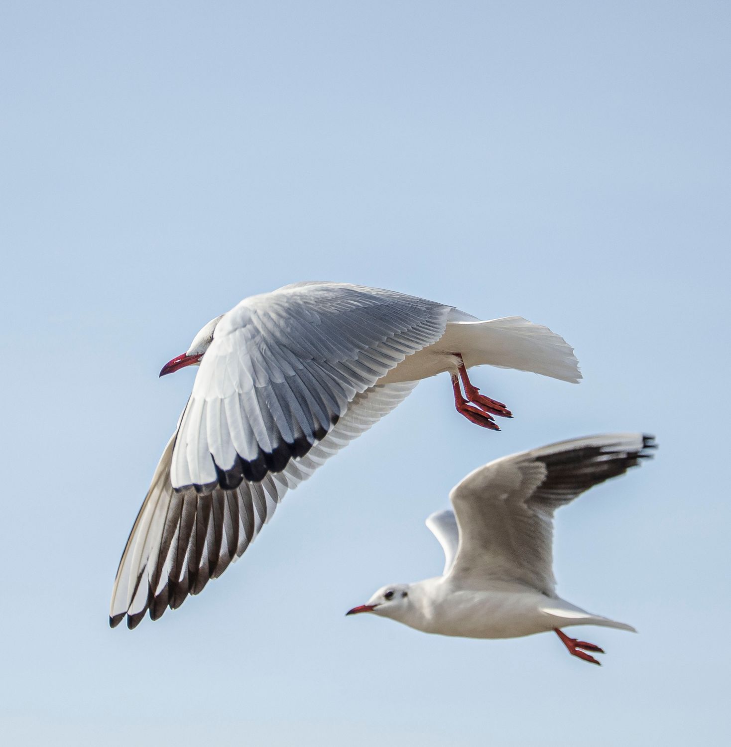 Close Up Shot Of Flying Seagulls In The Sky Free Stock Photo close-up-shot-of-flying-seagulls-in-the-sky-free-stock-photo