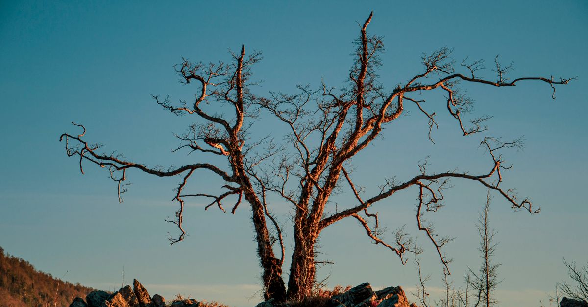 Trees Leaf Less A Leafless Tree · Free Stock Photo