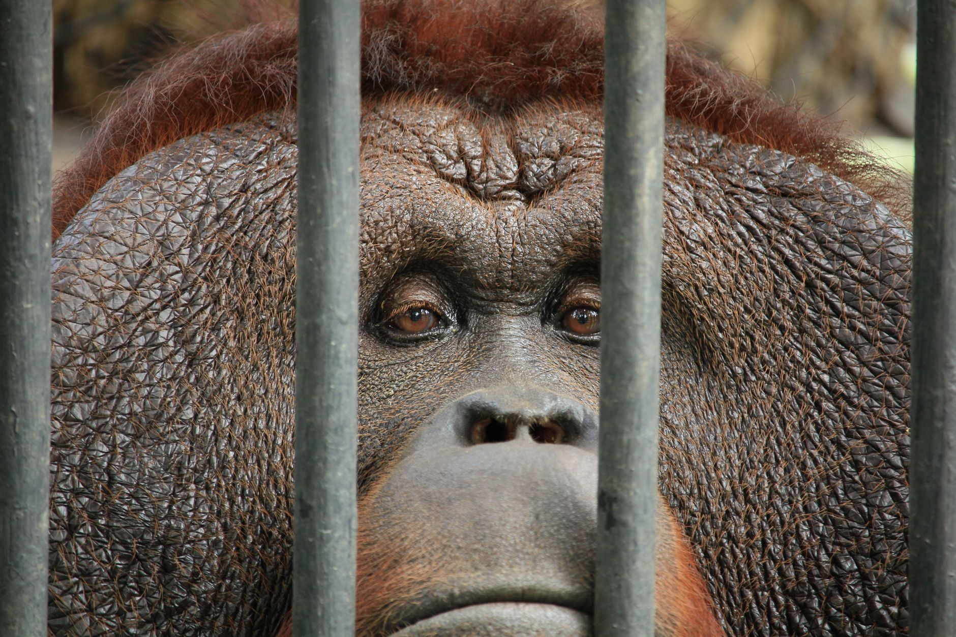 Bir kafeste bebek orangutan