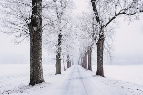 Free Snowy Pathway Surrounded by Bare Tree Stock Photo