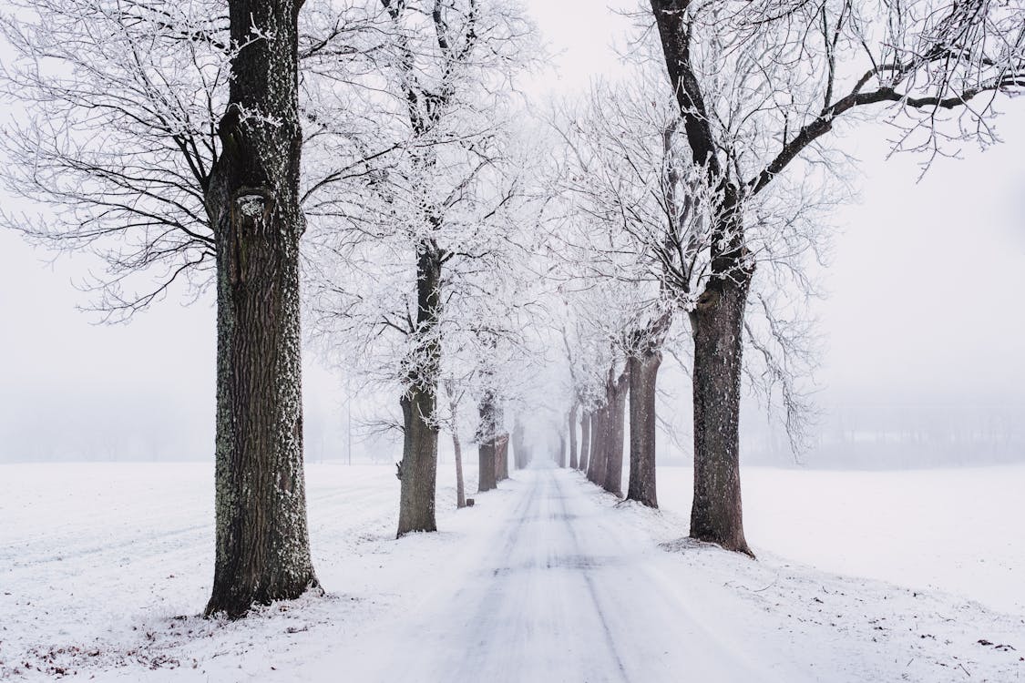 Fotos de stock gratuitas de al aire libre, arboles, blanco como la nieve