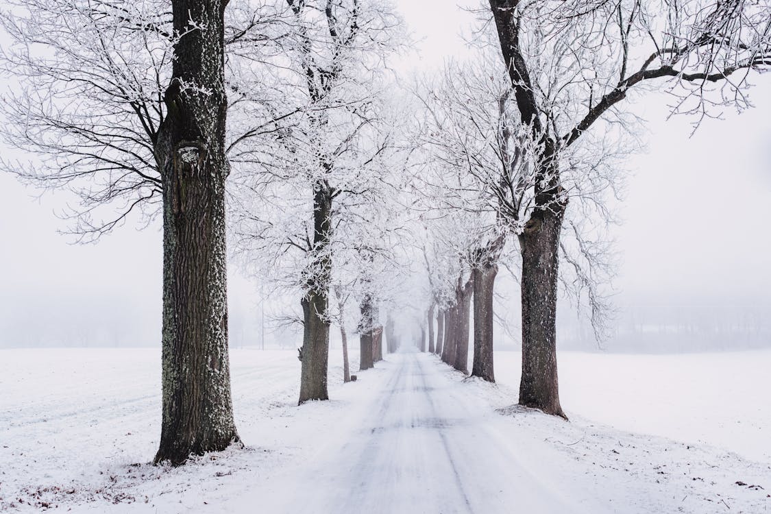 arboles, blanco como la nieve, camino