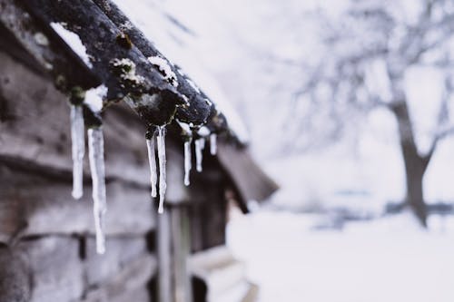 Immagine gratuita di albero, casa, concentrarsi