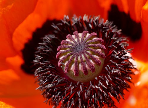 Základová fotografie zdarma na téma beruška mák, červená, květinové plátky