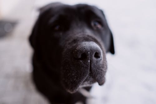 Close Photography of Short-coated Black and White Dog
