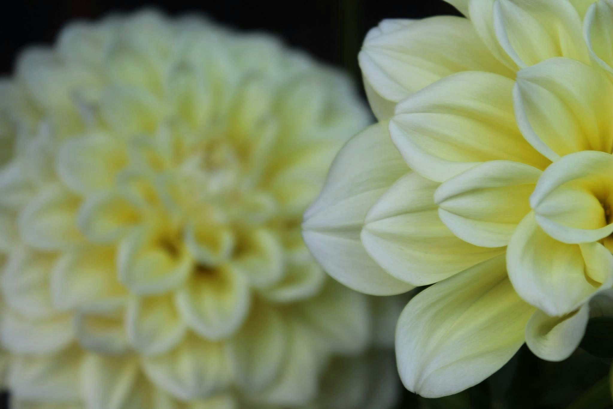 Free stock photo of floral, yellow dahlia