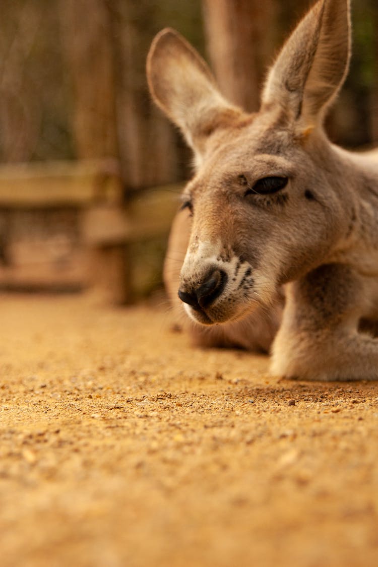 Close-up Of Kangaroo Head 