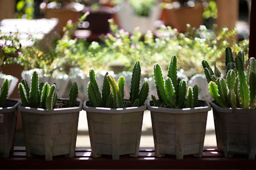 Free stock photo of cactus, cactus plant, cactus plants