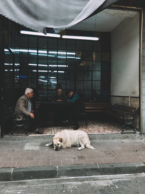 dayanma, dikey atış, hayvan içeren Ücretsiz stok fotoğraf