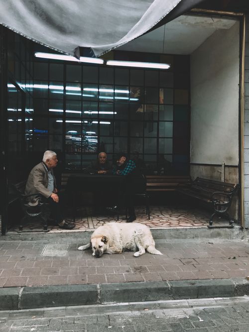 Free A peaceful street scene with a dog resting outside a café in Fatih, İstanbul. Stock Photo