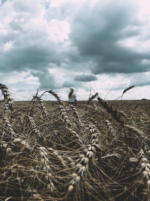Free Wheat Field Under Cloudy Sky Stock Photo