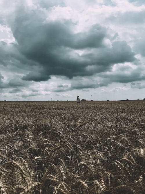 Gratis stockfoto met akkerland, bewolkt, boerderij