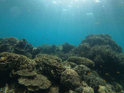 Blue Water and Underwater Corals