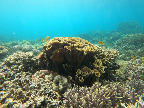 Gratuit Photos gratuites de aquatique, aventure sous-marine, caméra sous-marine Photos