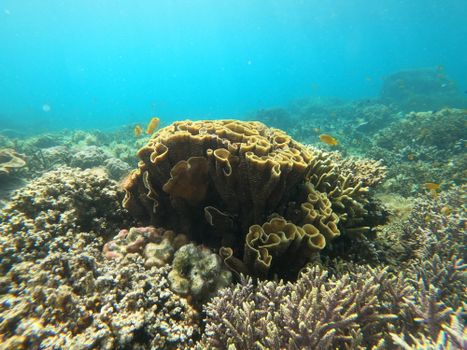 Explore the vivid corals and marine life in San Jose, Philippines, captured in an underwater scene.