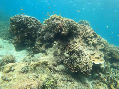 Green Coral Reef Under Water