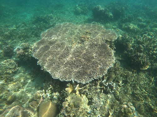 бесплатная Бесплатное стоковое фото с водный, коралл, коралловый риф Стоковое фото