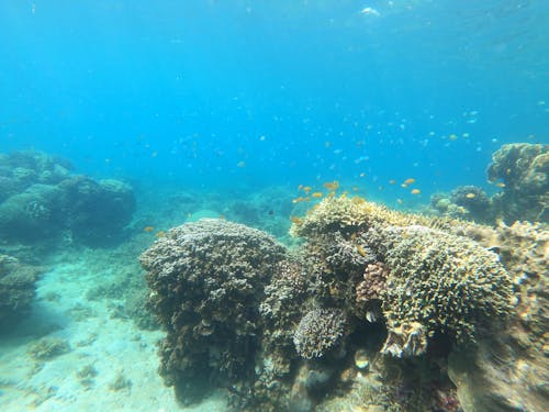 Brown Coral Reef Under Water