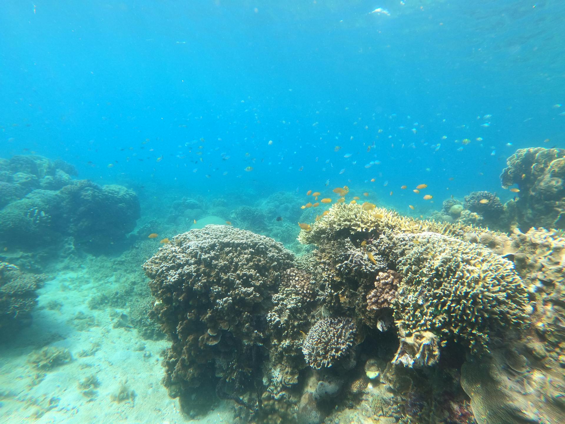 A vibrant coral reef teeming with marine life in the clear waters of Central Visayas, Philippines.